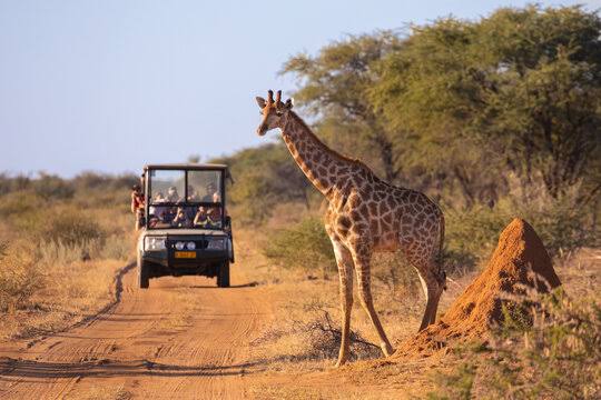 South African safari